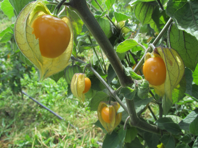 Una pequeña fruta y un tesoro por descubrir